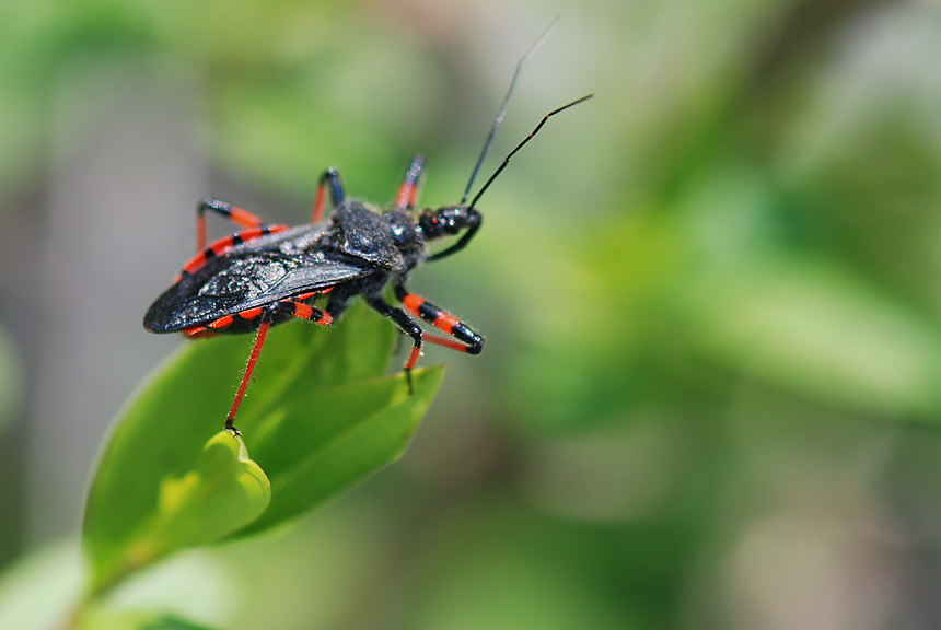 Reduviidae: Rhynocoris annulatus del Veneto (Vicenza)